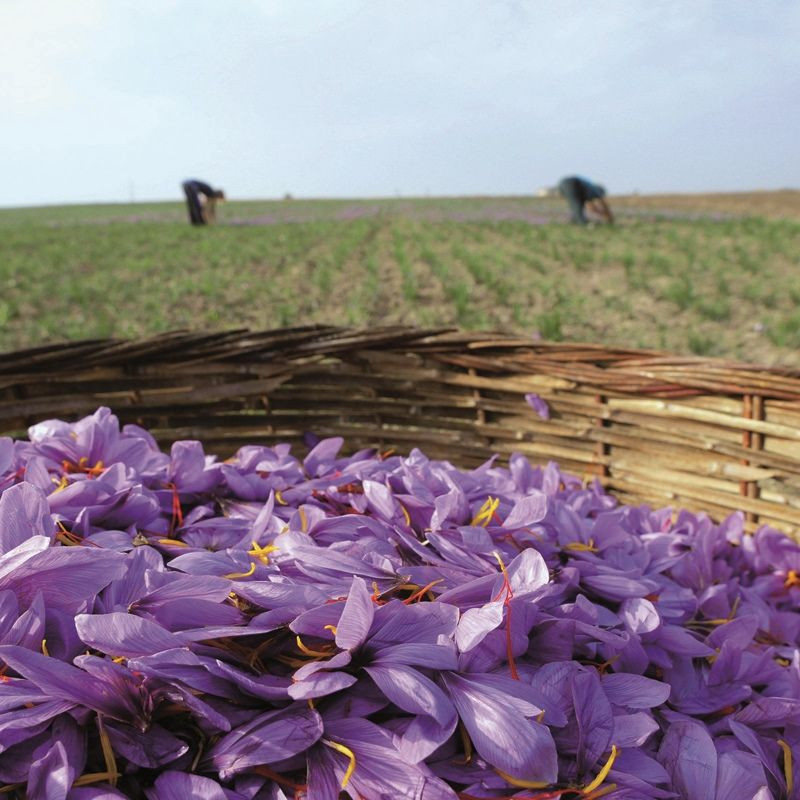 Safran en pistils - Pistils de safran de qualité - Terre Exotique